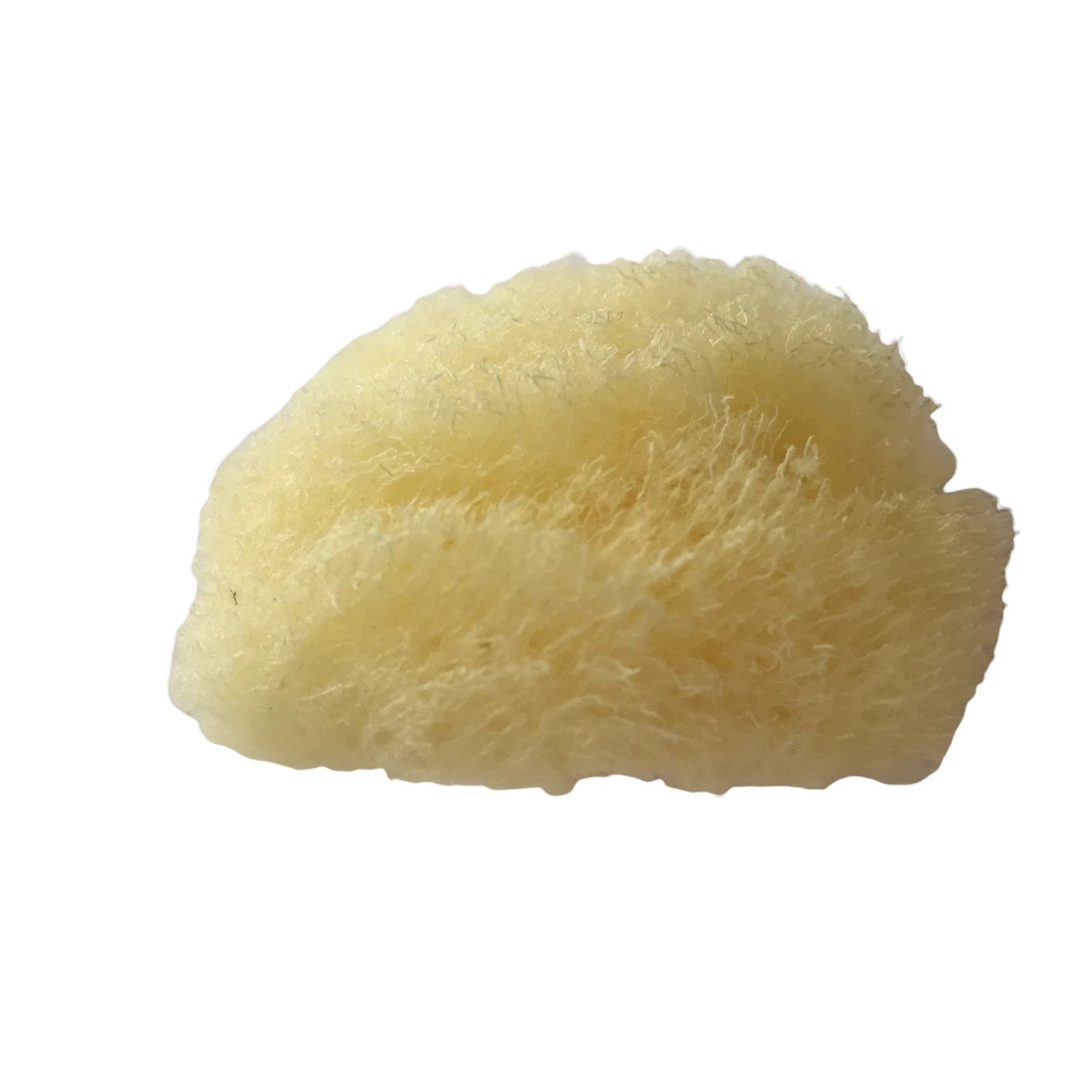 Baudelaire Silk Sea Sponge, New, Small