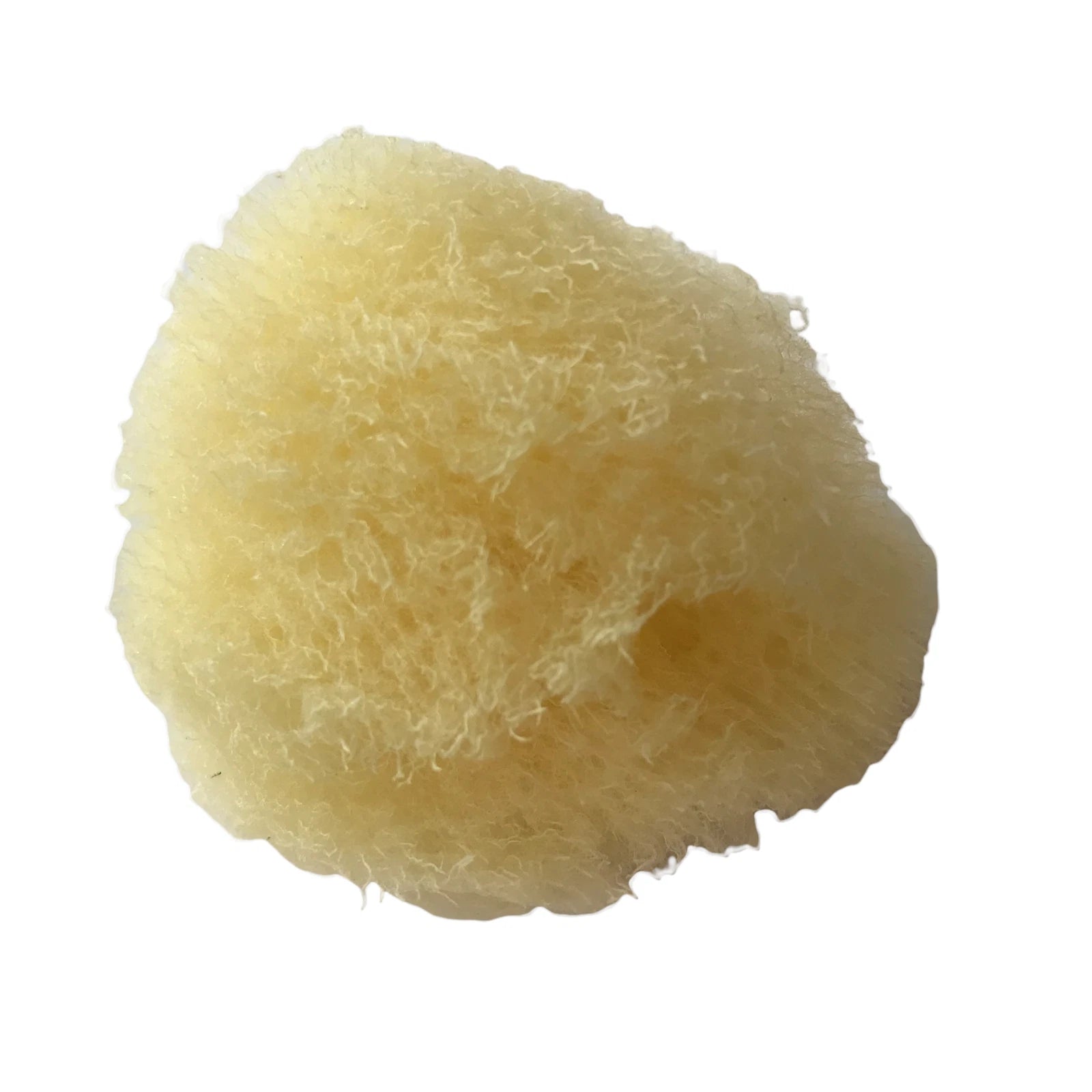 Baudelaire Silk Sea Sponge, New, Small