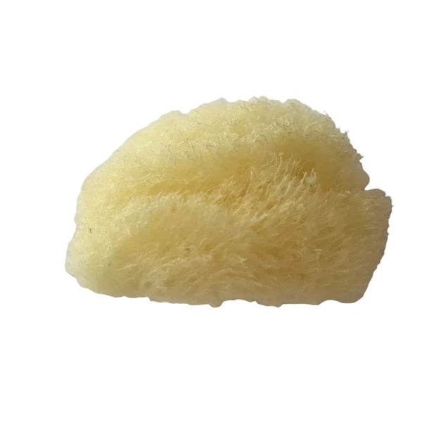 Baudelaire Silk Sea Sponge, New, Small